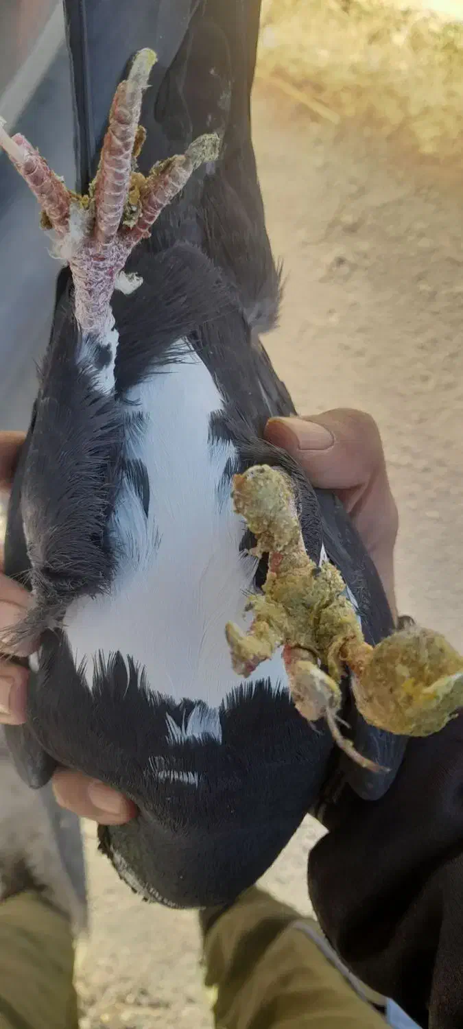 نر پلنگ|حیوانات|کرمان, |دیوار