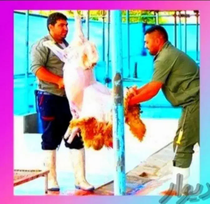 (گوسفند+زنده)نرینه قلم آبی باکیفیّت۱۰۰%تضمینی|حیوانات مزرعه|مشهد, وکیل‌آباد|دیوار