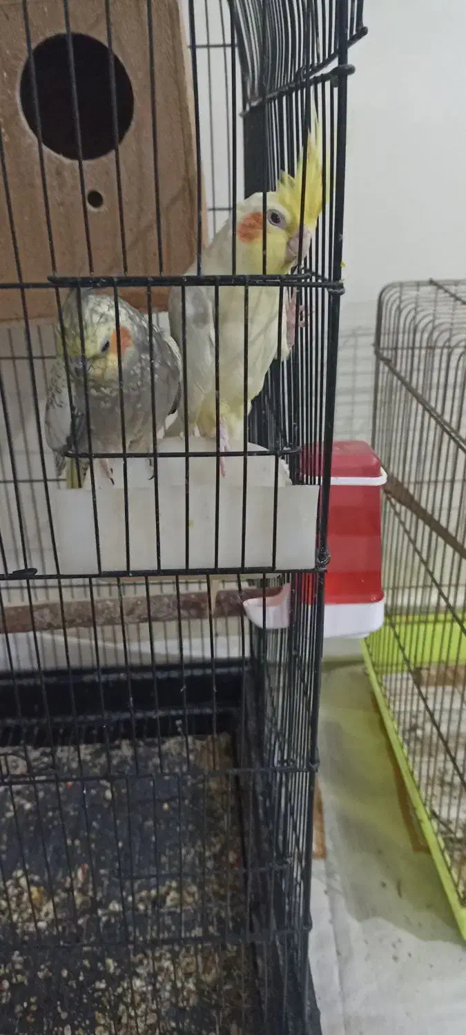 عروس هلندی با جوجه|پرنده|پاکدشت, پاکدشت (مامازند)|دیوار