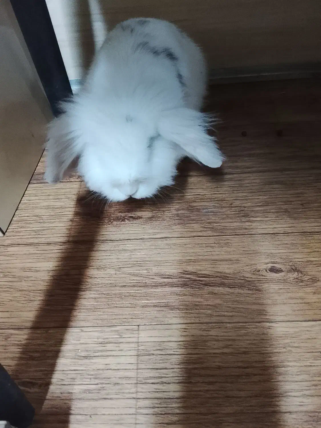 خرگوش لوپ|موش و خرگوش|فردیس, شهرک صنعتی سیمین دشت|دیوار