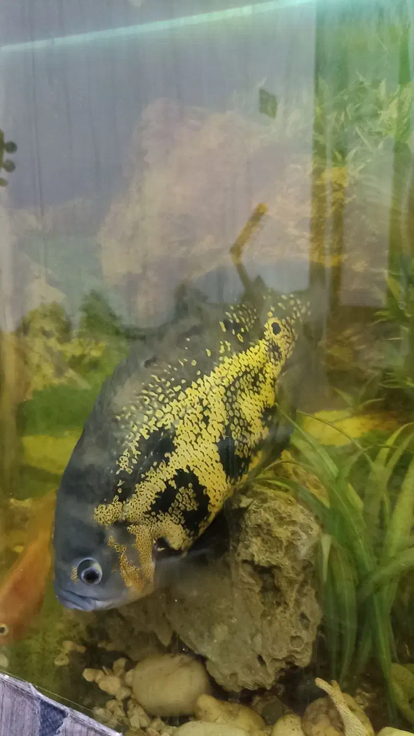 ماهی اسکار درشت|ماهی|بندرعباس, |دیوار