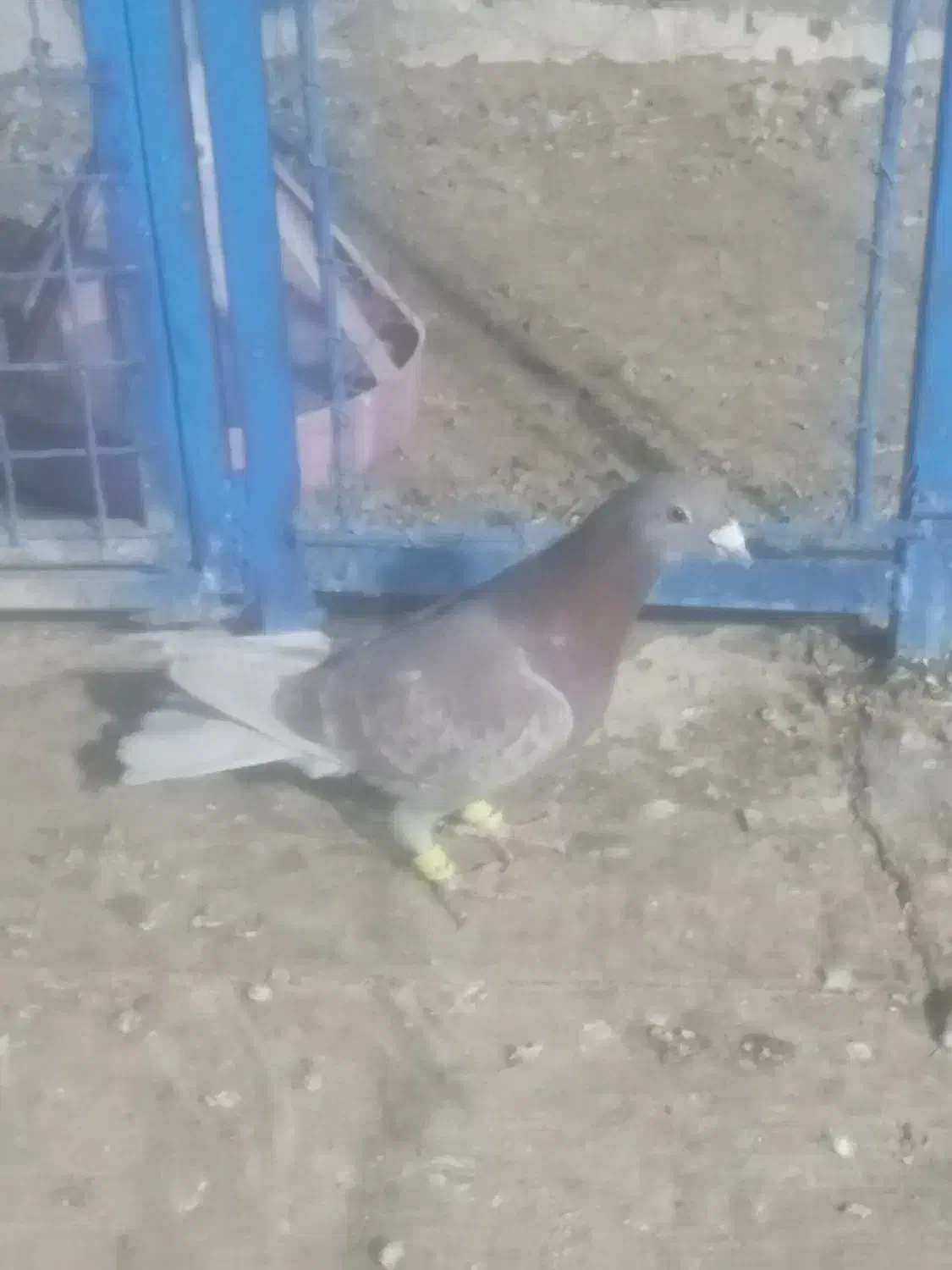 نرنرقورگی المانی|پرنده|تربت‌حیدریه, بازار|دیوار