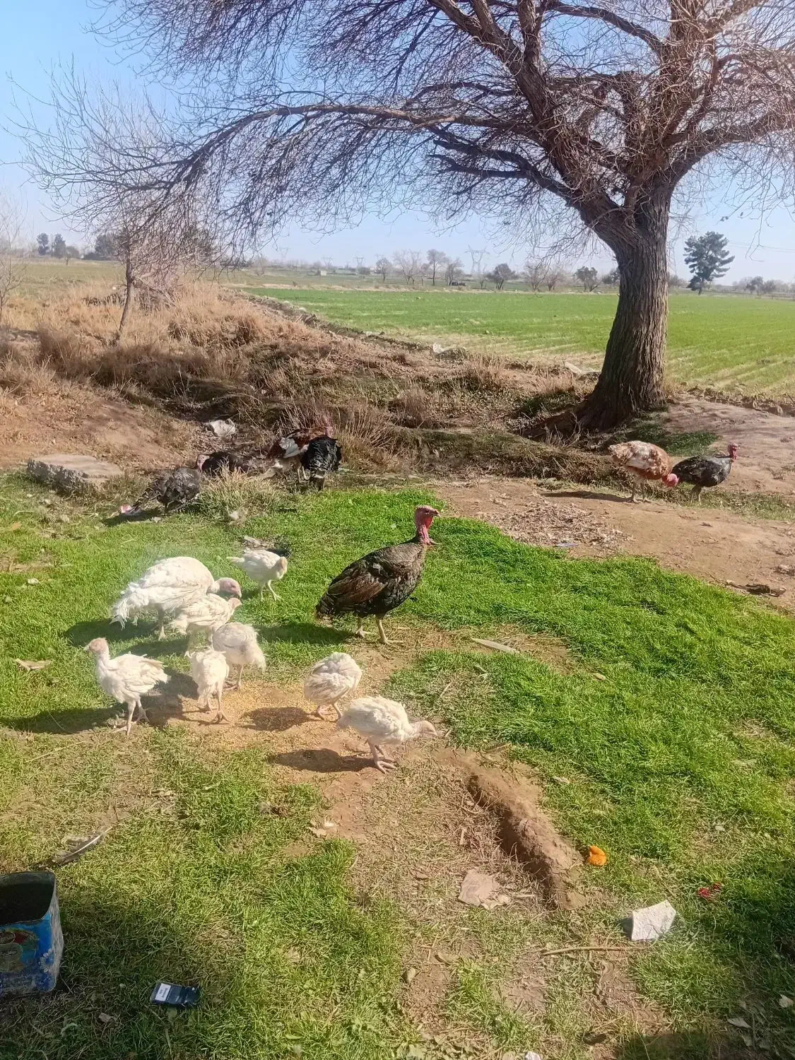 بوقلمون|حیوانات مزرعه|مشهد, شهرک شهید باهنر|دیوار