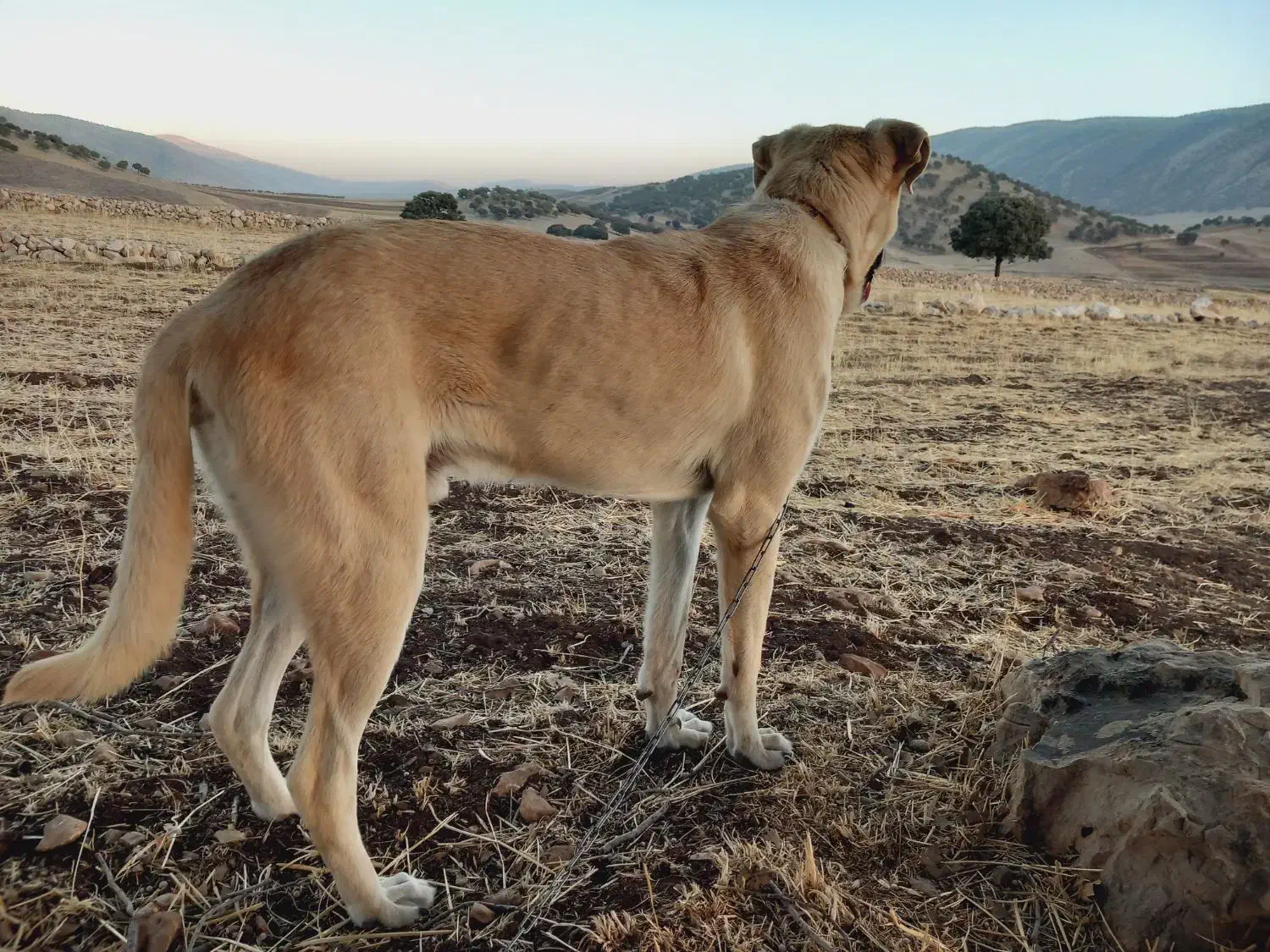 واگذاری سگ پژدر دهن پاک کشیده بگیر و با وفا|سگ|گیلان غرب, |دیوار