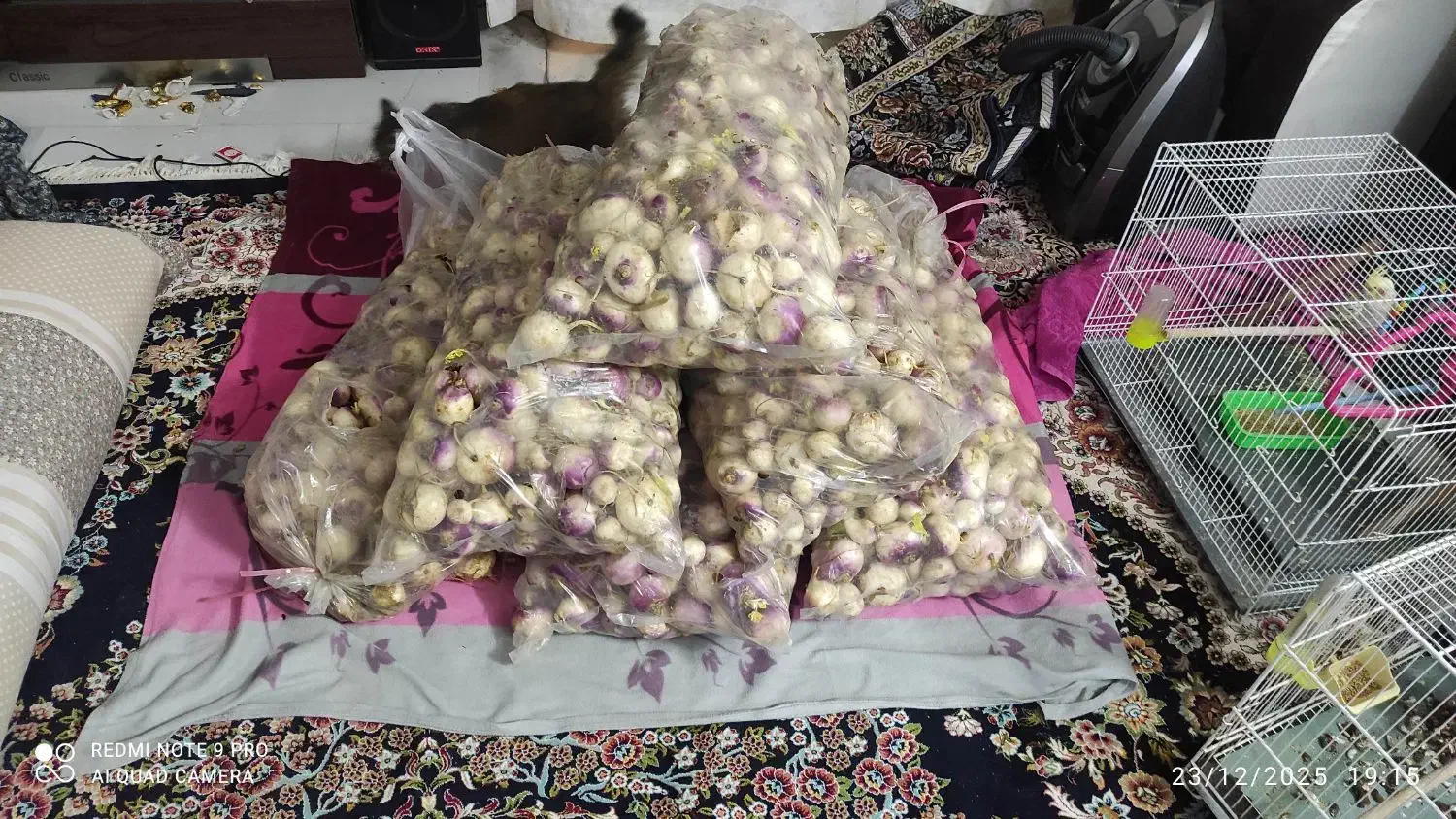 شلغم|حراج|مشهد, اسماعیل آباد|دیوار