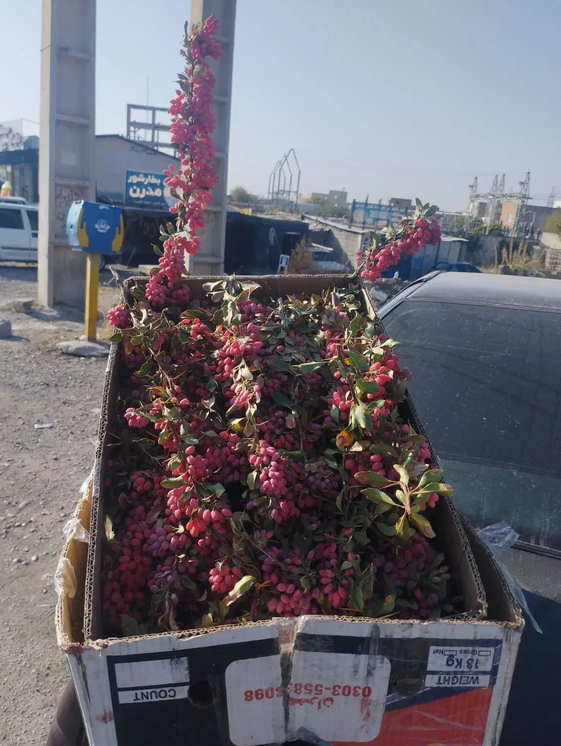 زرشک تازه قاینات|حراج|گنبد کاووس, |دیوار