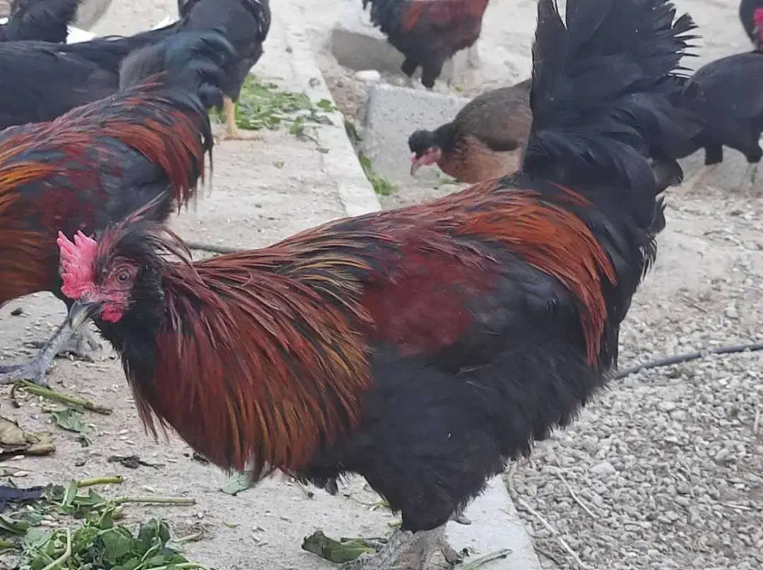 چند عدد خروس یک ساله محلی حنایی|حیوانات مزرعه|اهرم, |دیوار