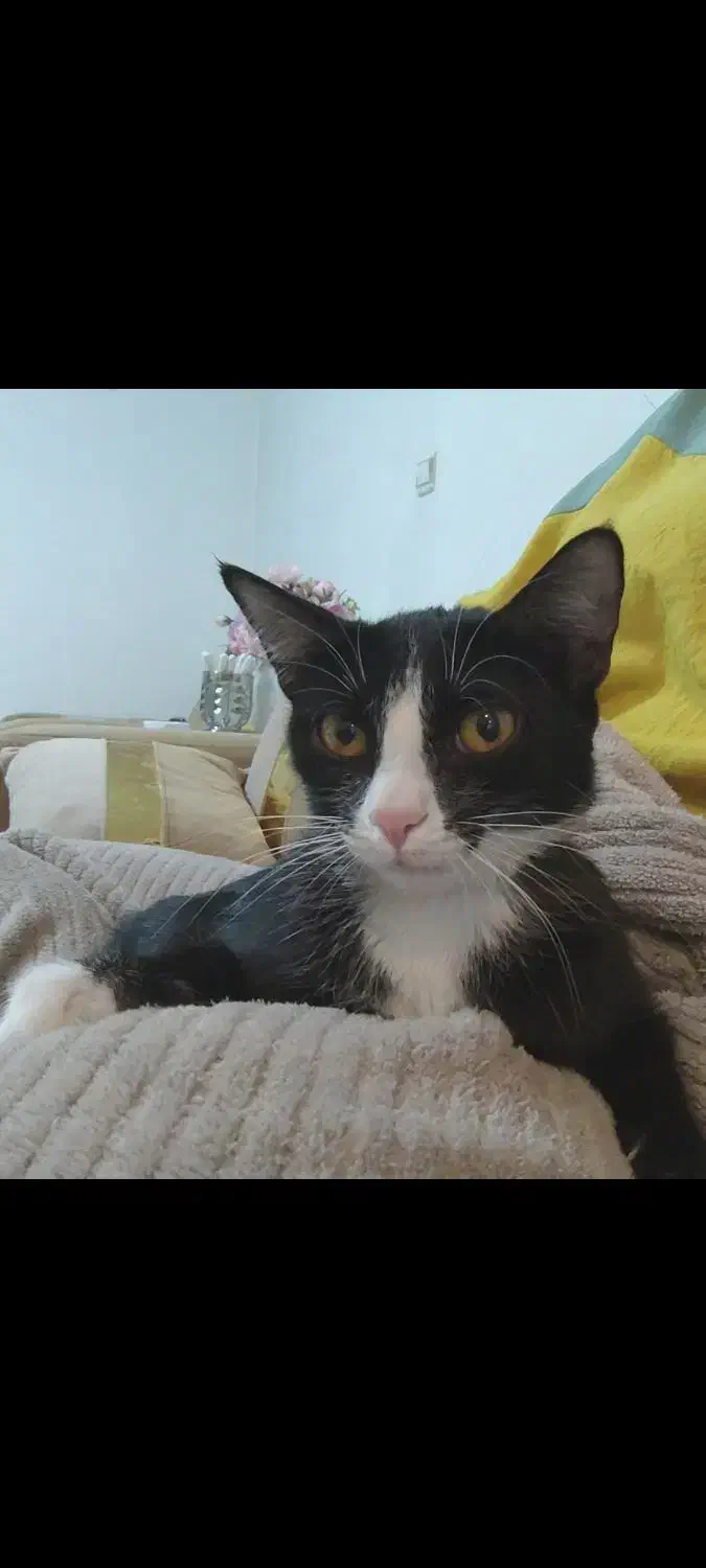 واگذاری خر گربه تاکسیدو|گربه|صباشهر, |دیوار