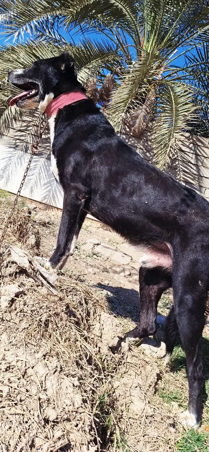 سگ قدرجونی|سگ|امیدیه, |دیوار