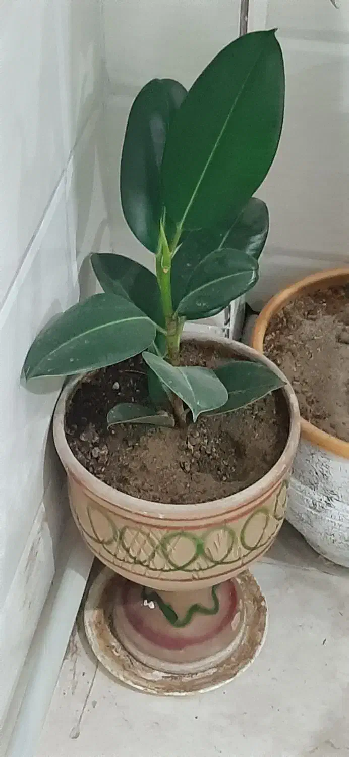 گل فیکوس|گل و گیاه طبیعی|قیدار, |دیوار