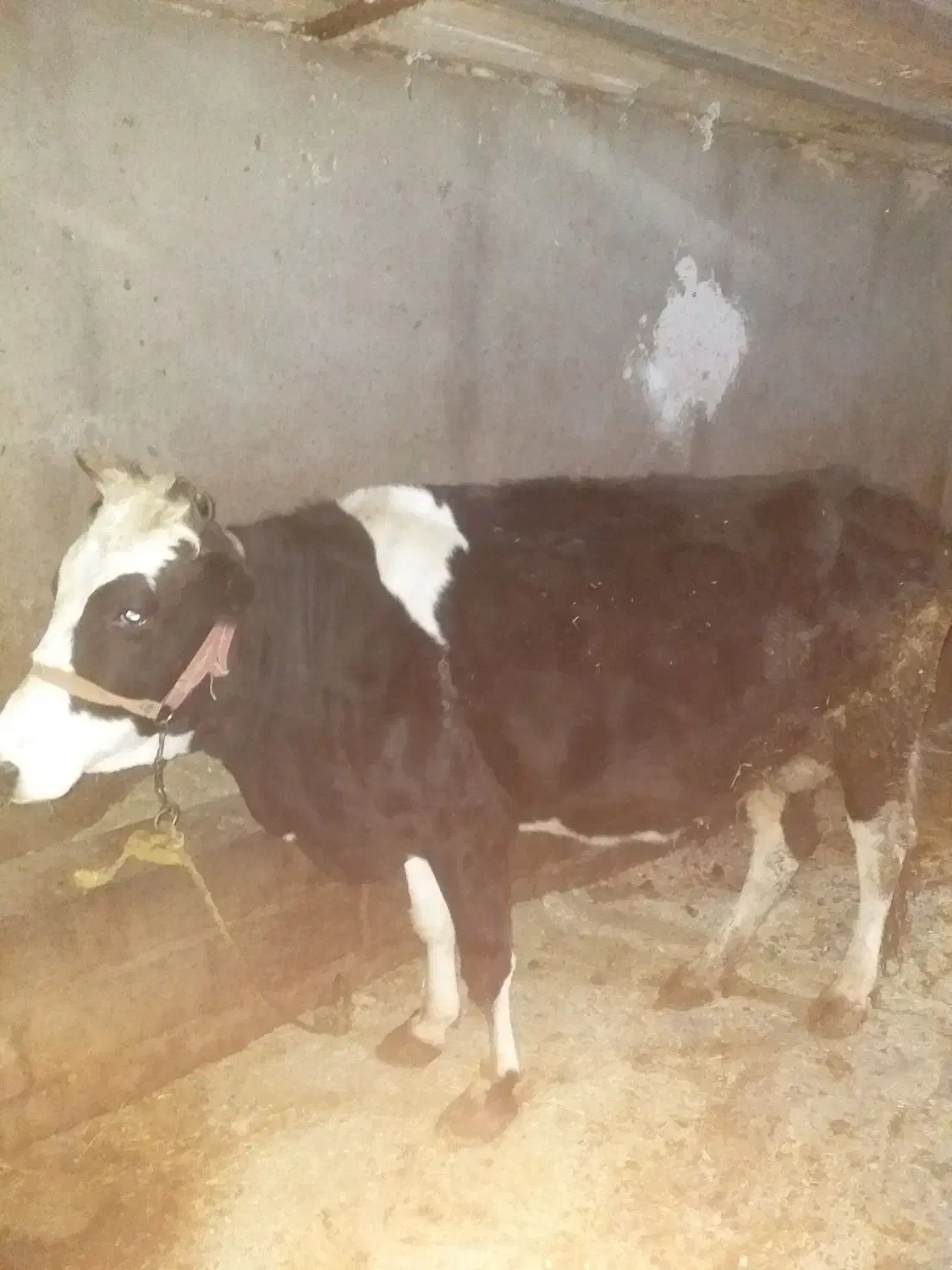 گاو گوساله روستای کومائین|حیوانات مزرعه|موچش, |دیوار