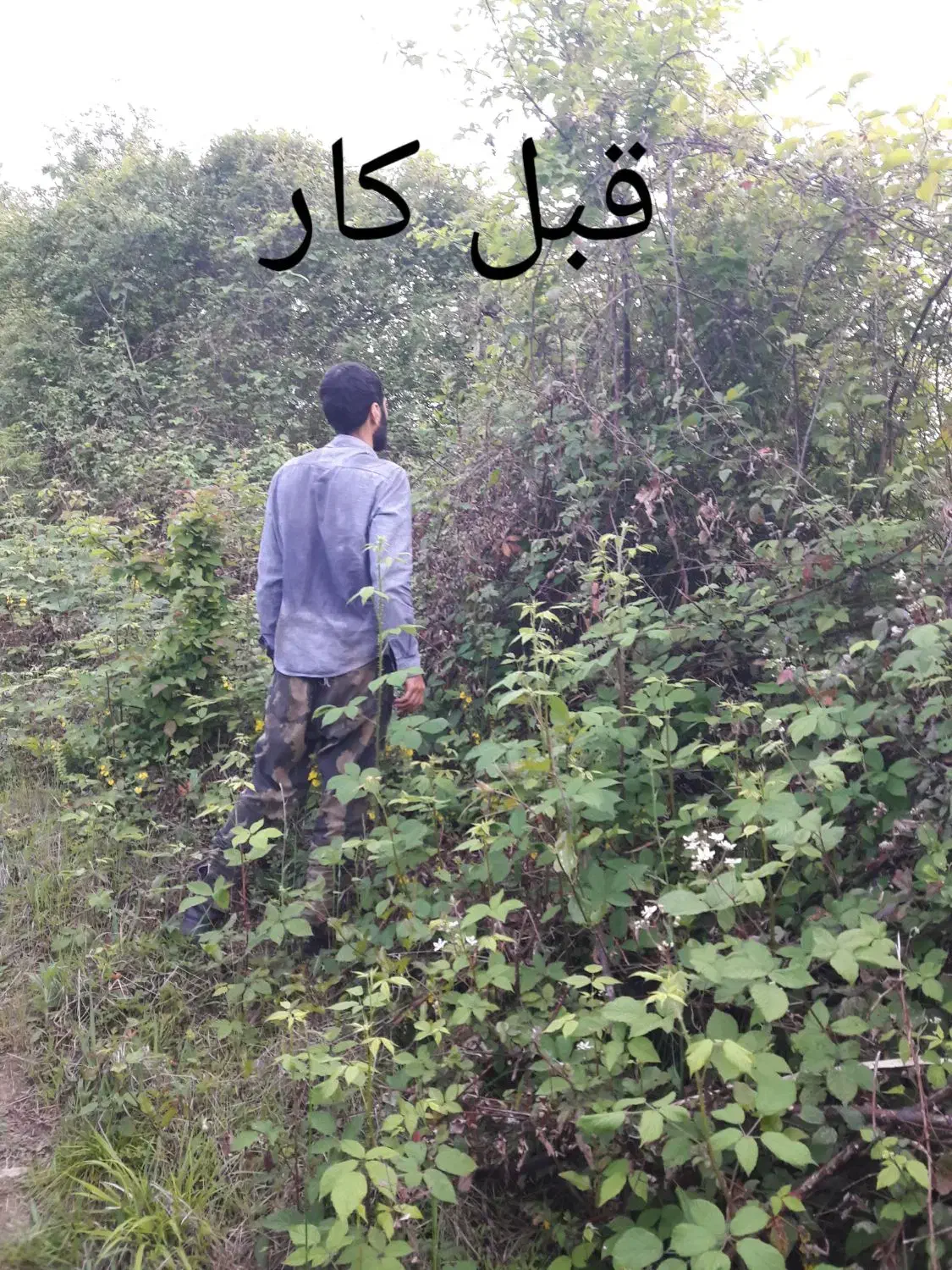 خدمات باغبانی علفتراشی|خدمات باغبانی و درختکاری|رودسر, |دیوار