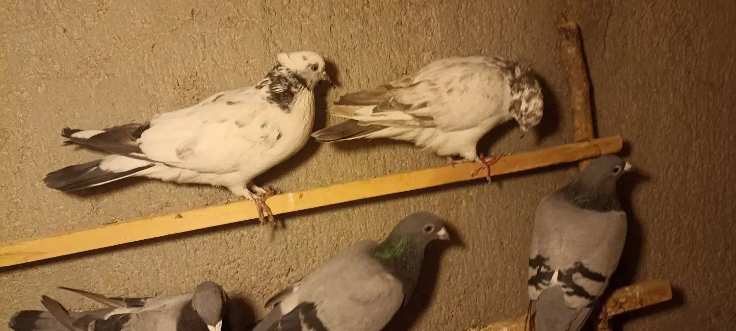 کبوتر|پرنده|بسطام, |دیوار