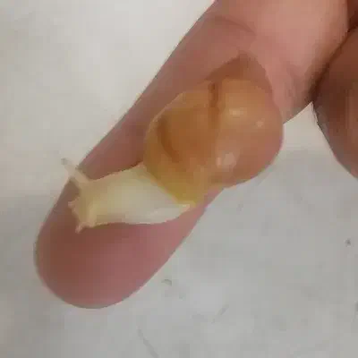 حلزون آچاتینا و آلبینو|خزنده|قم, نوبهار|دیوار