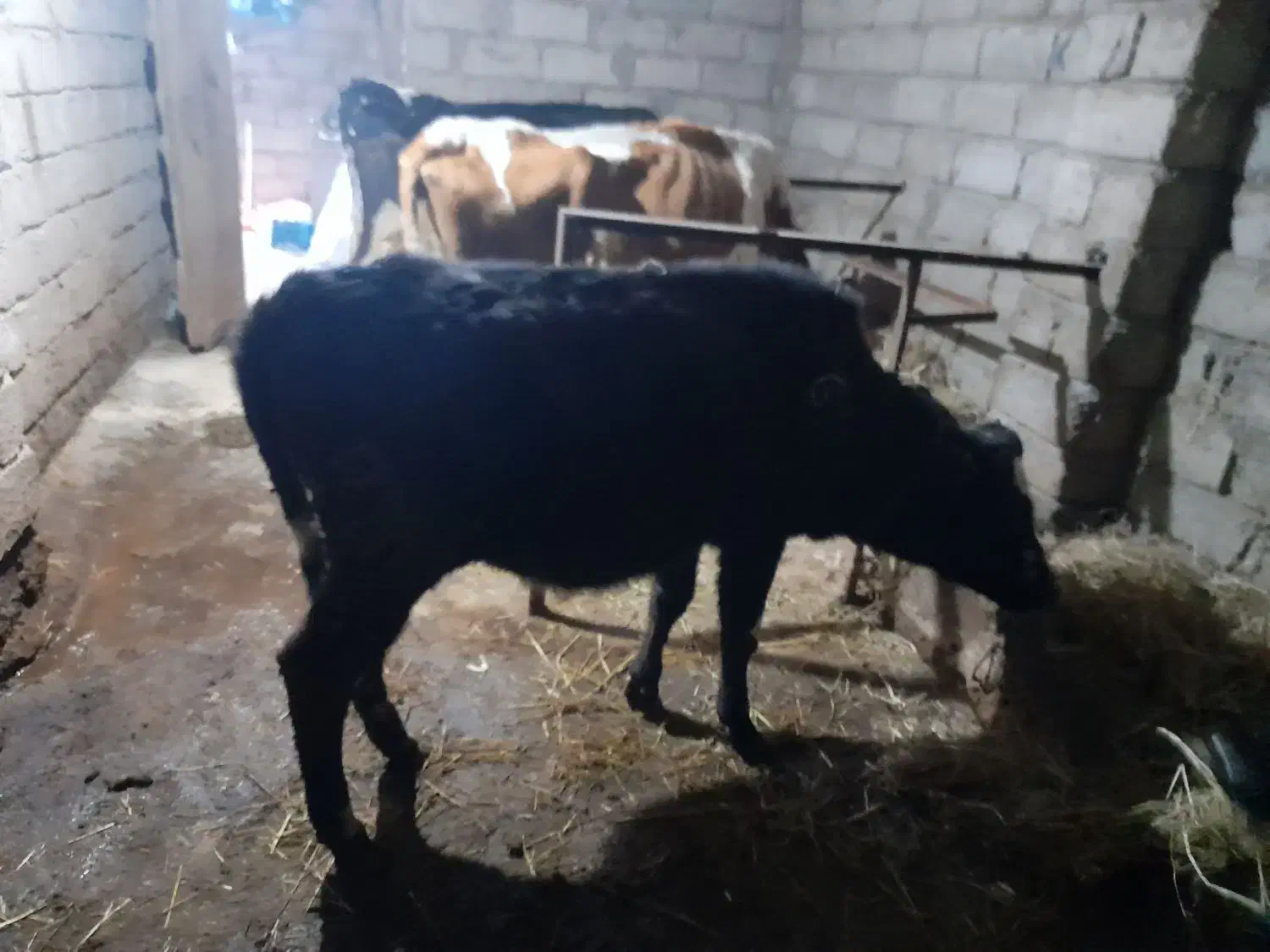 گاو گیل دورگ|حیوانات مزرعه|رشت, بازار|دیوار