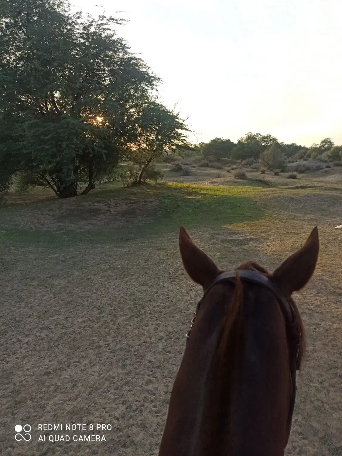 اجاره اسب برای عکاسی در ساحل و طبیعت|خدمات پذیرایی، مراسم|بوشهر, |دیوار