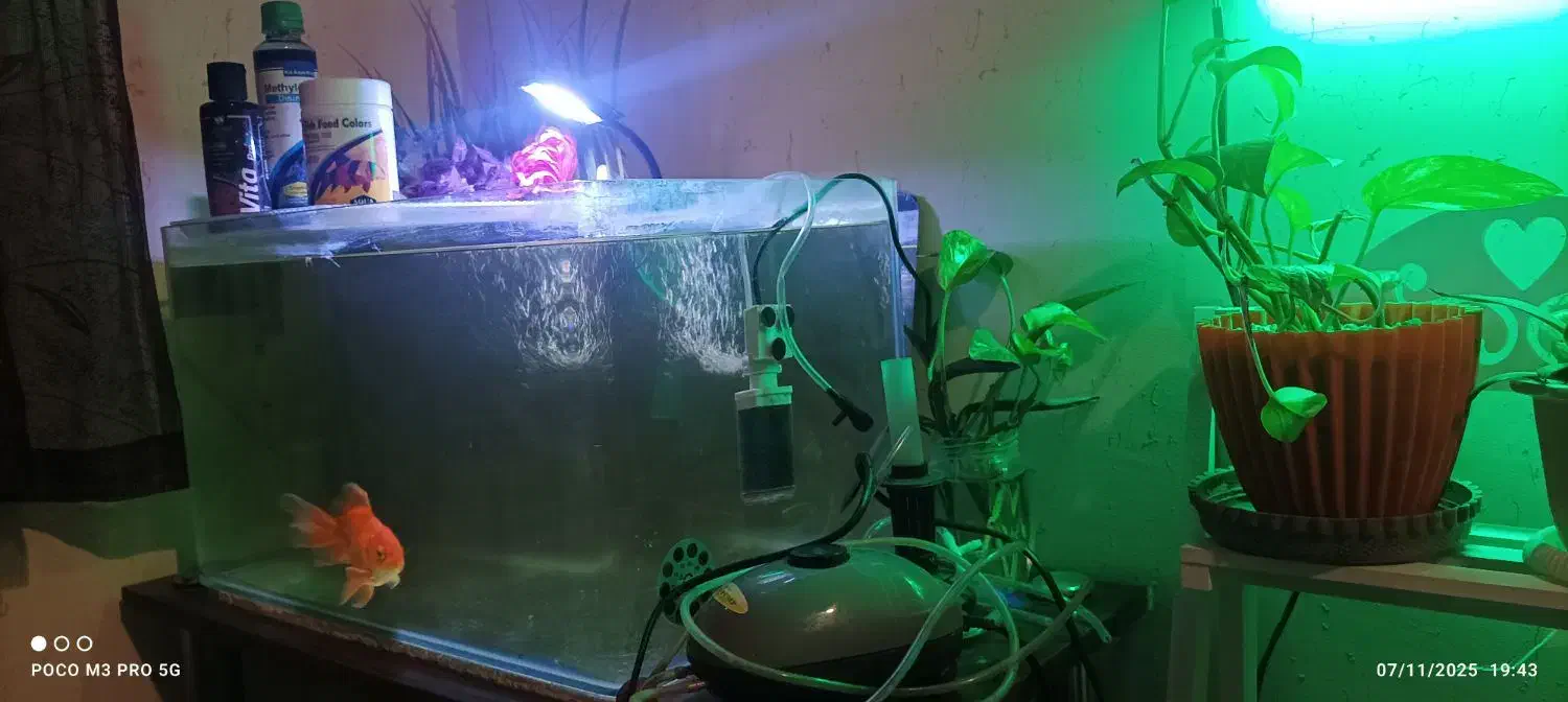 آکواریوم|ماهی|تهران, زنجان جنوبی|دیوار