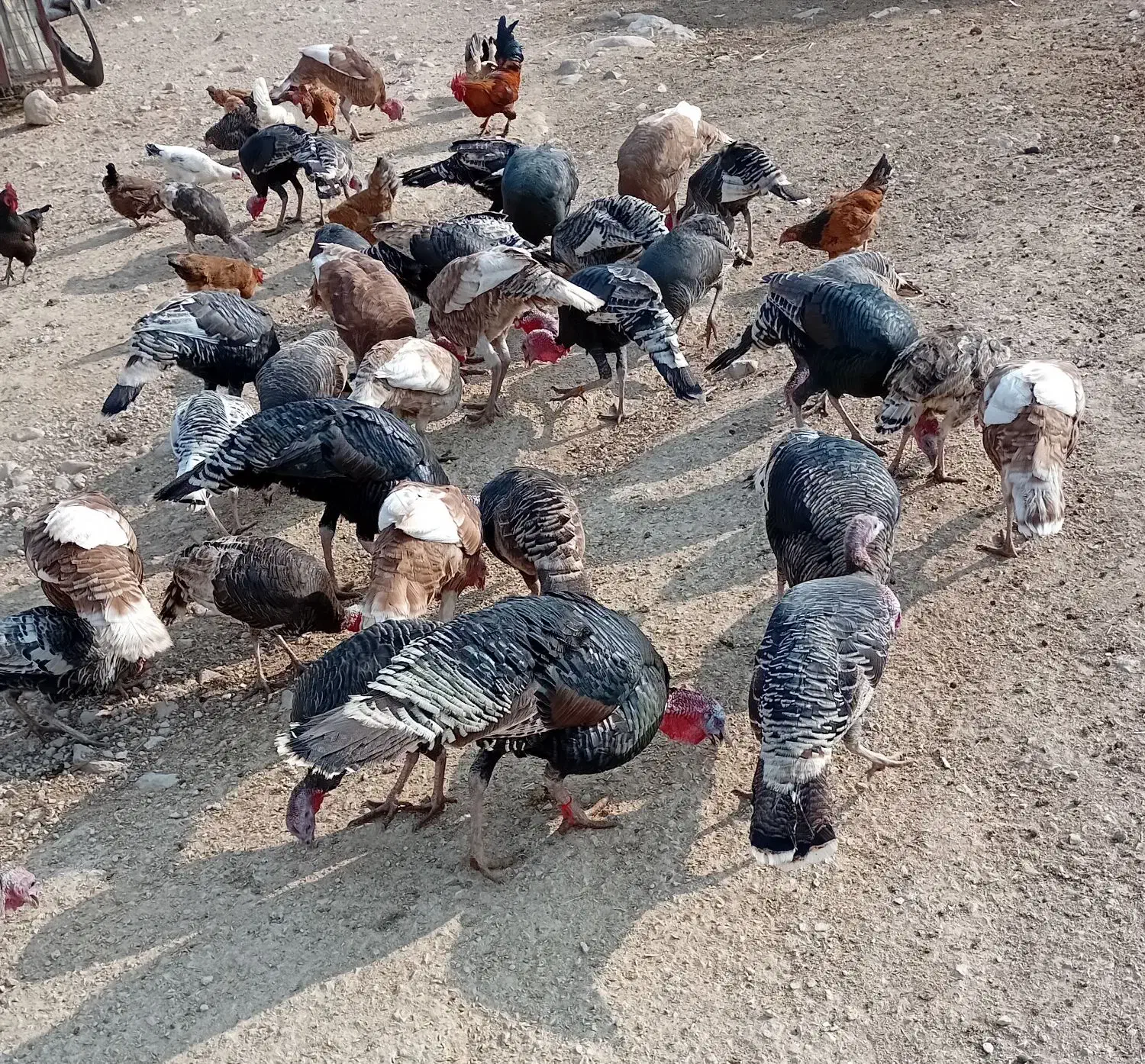 بوقلمون|حیوانات مزرعه|اندیمشک, |دیوار