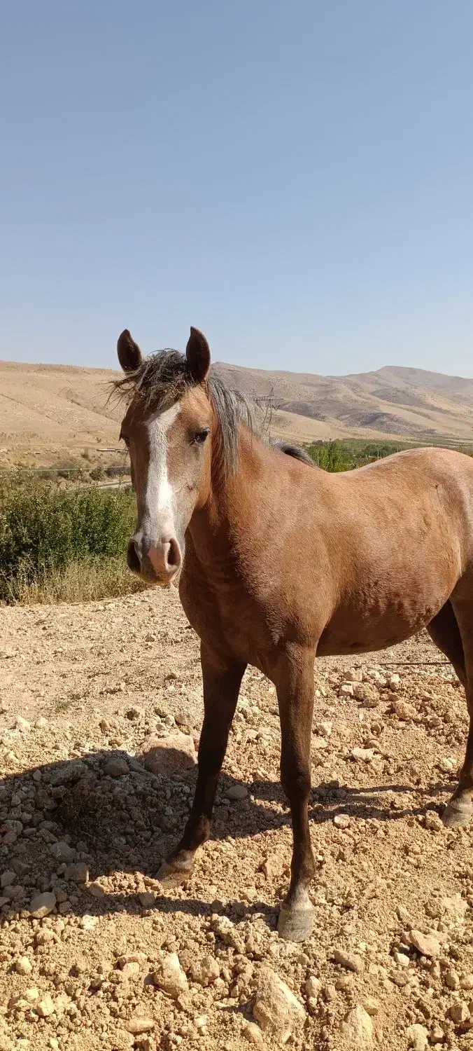 فروش سه راس اسب مادیان نژاددار|اسب و تجهیزات اسبسواری|یاسوج, |دیوار