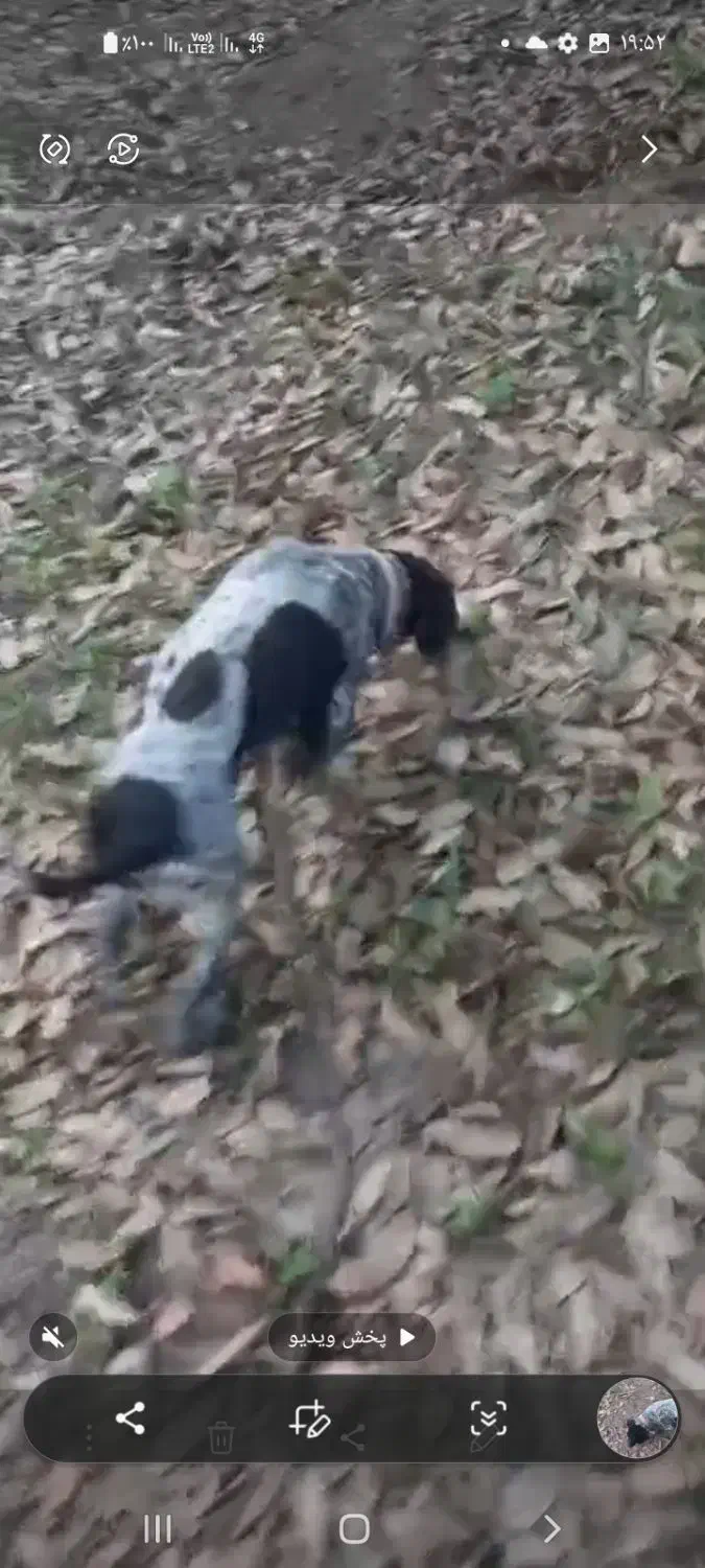 سگ شکاری|سگ|مینودشت, |دیوار