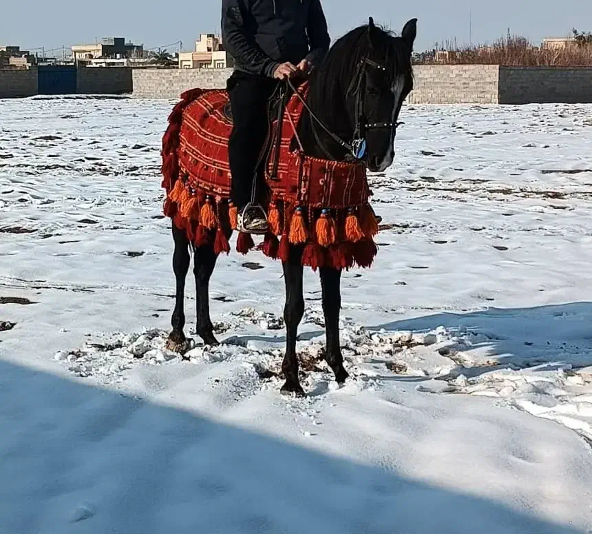 اسب|اسب و تجهیزات اسبسواری|آباده, |دیوار