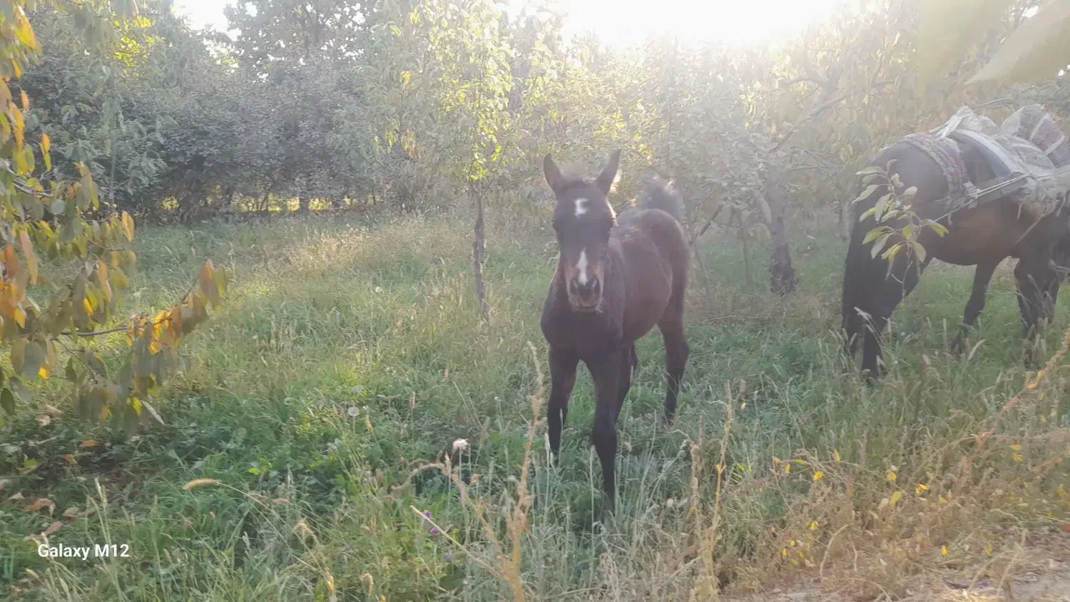 کره اسب|اسب و تجهیزات اسب‌سواری|نیشابور, تیپ زرهی ۲۱  امام رضا (ع)|دیوار