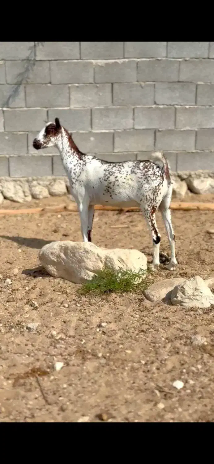 دام های اصلی|حیوانات مزرعه|تربتحیدریه, بازار|دیوار