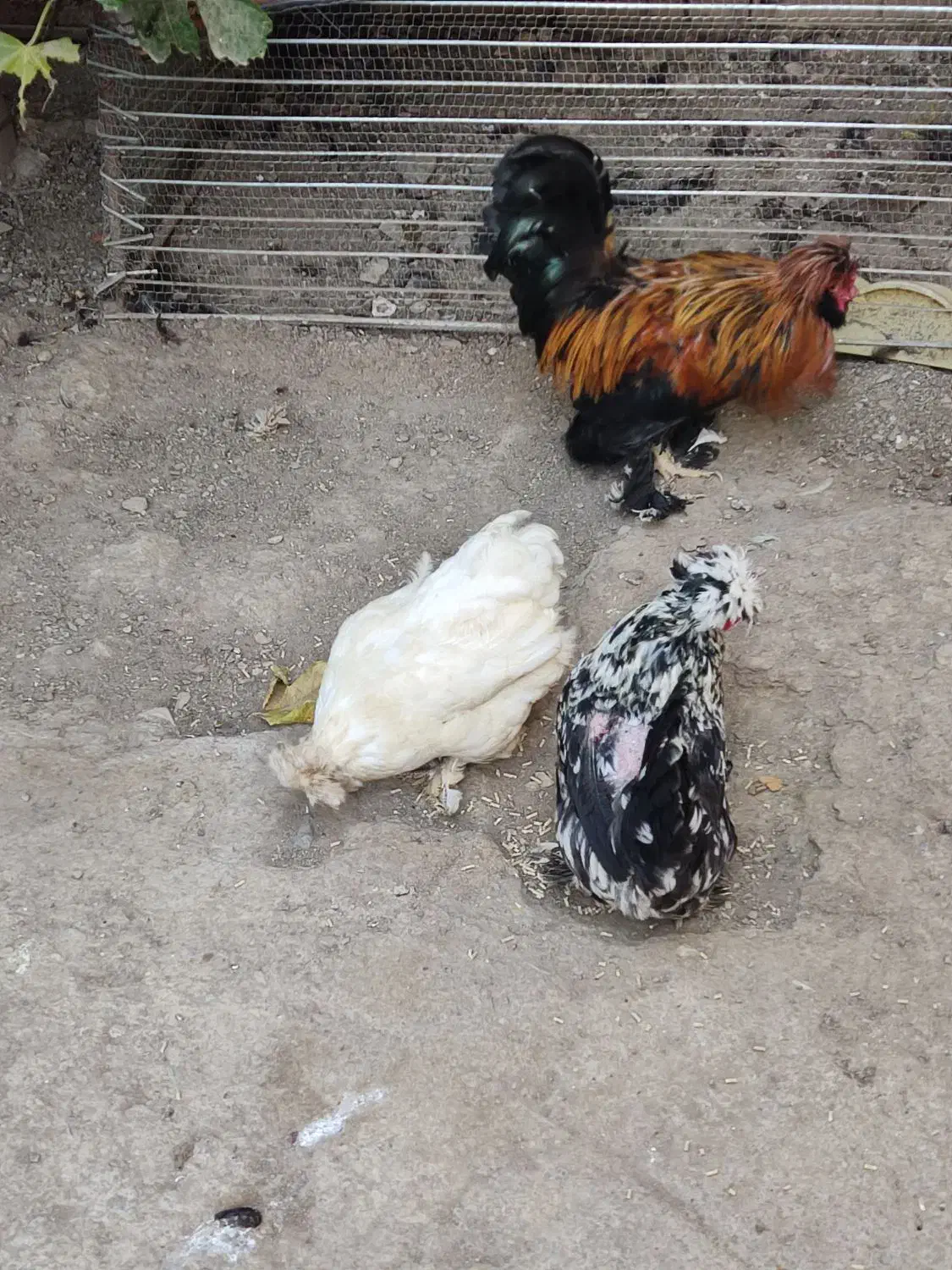 فروش دو تا مرغ و یک خروس پا پر|پرنده|طارم, |دیوار