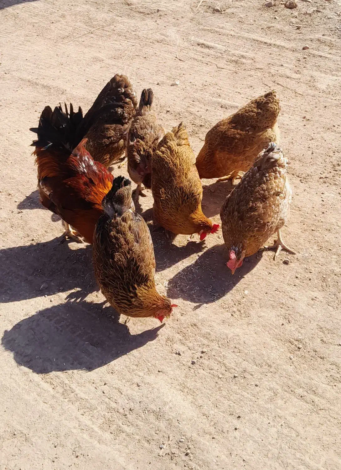 فروش مرغ|حیوانات مزرعه|مسجد سلیمان, |دیوار