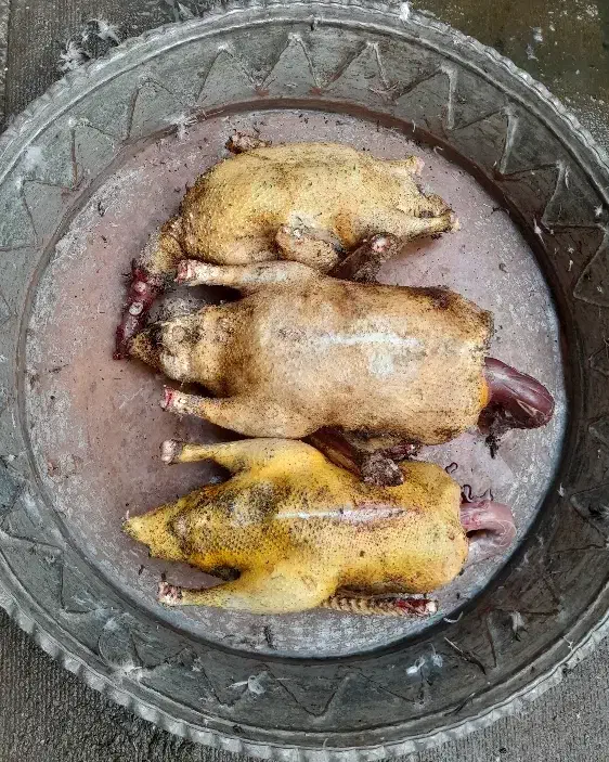 غاز و اردک اسرائیلی محلی|حیوانات مزرعه|رشت, علی آباد|دیوار