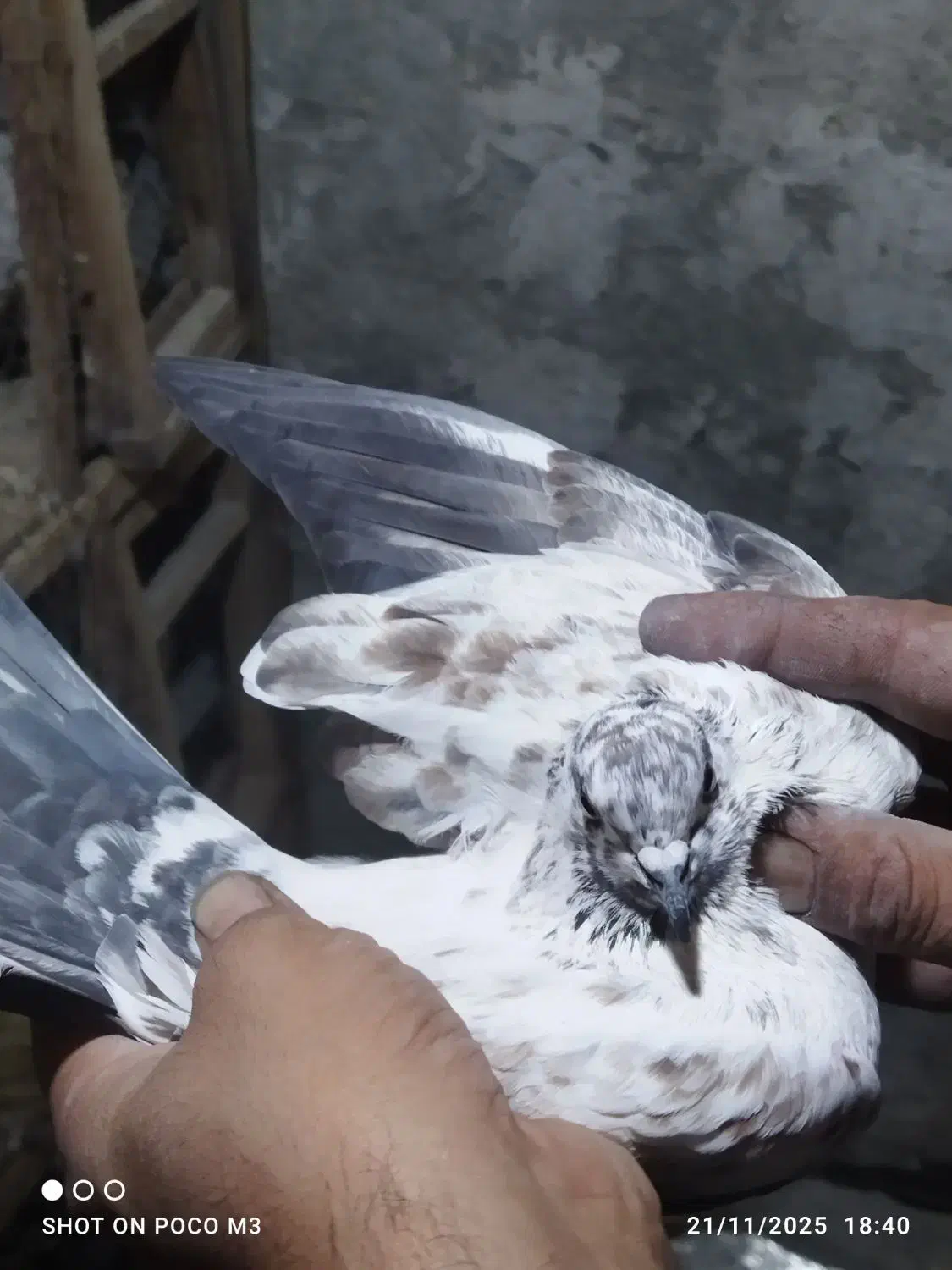 تعداد4جفت کفتر بدردبخور پرشی همه سفیدی|پرنده|ساوه, |دیوار