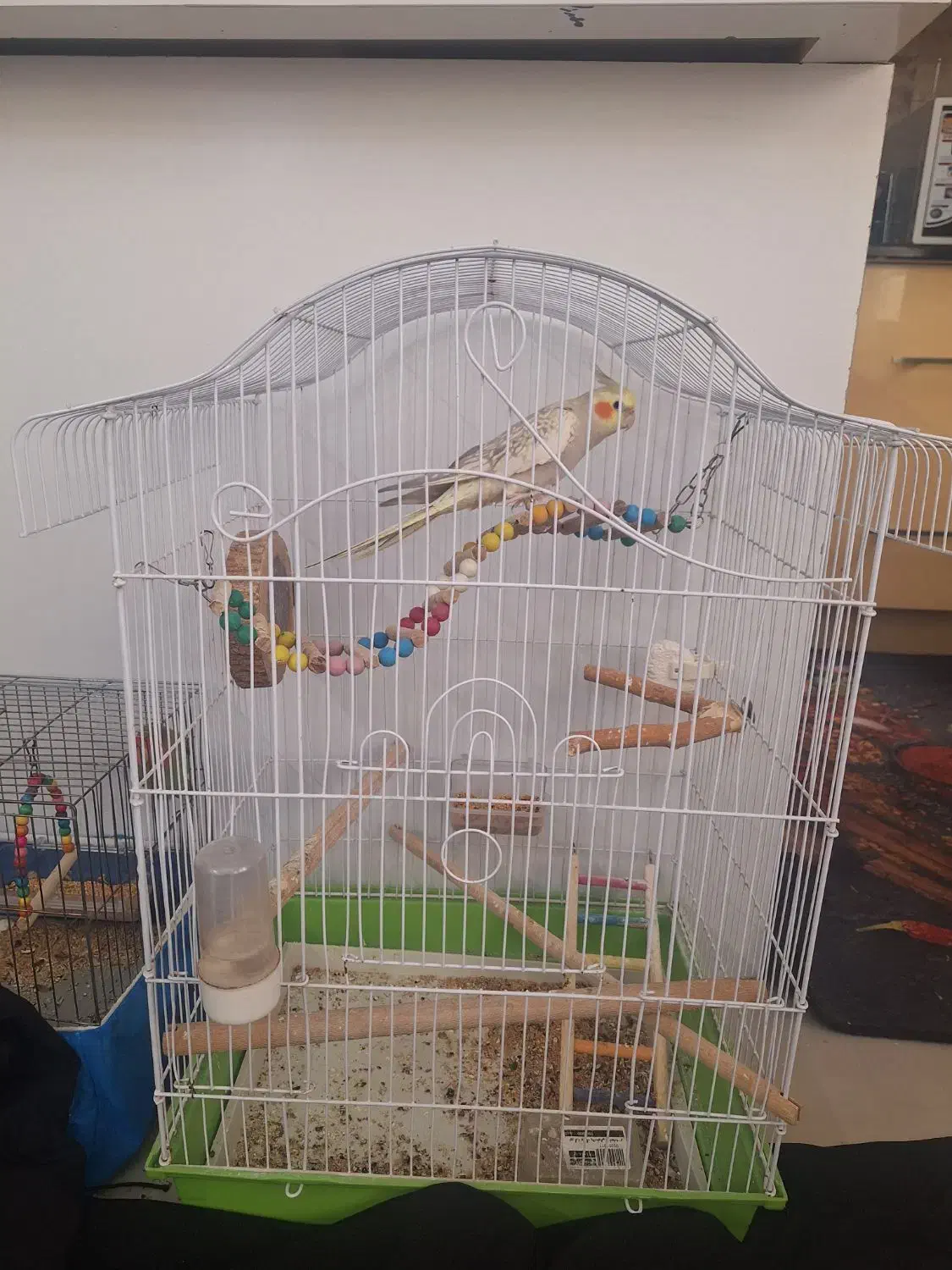 عروس هلندی|پرنده|تهران, اسکندری|دیوار