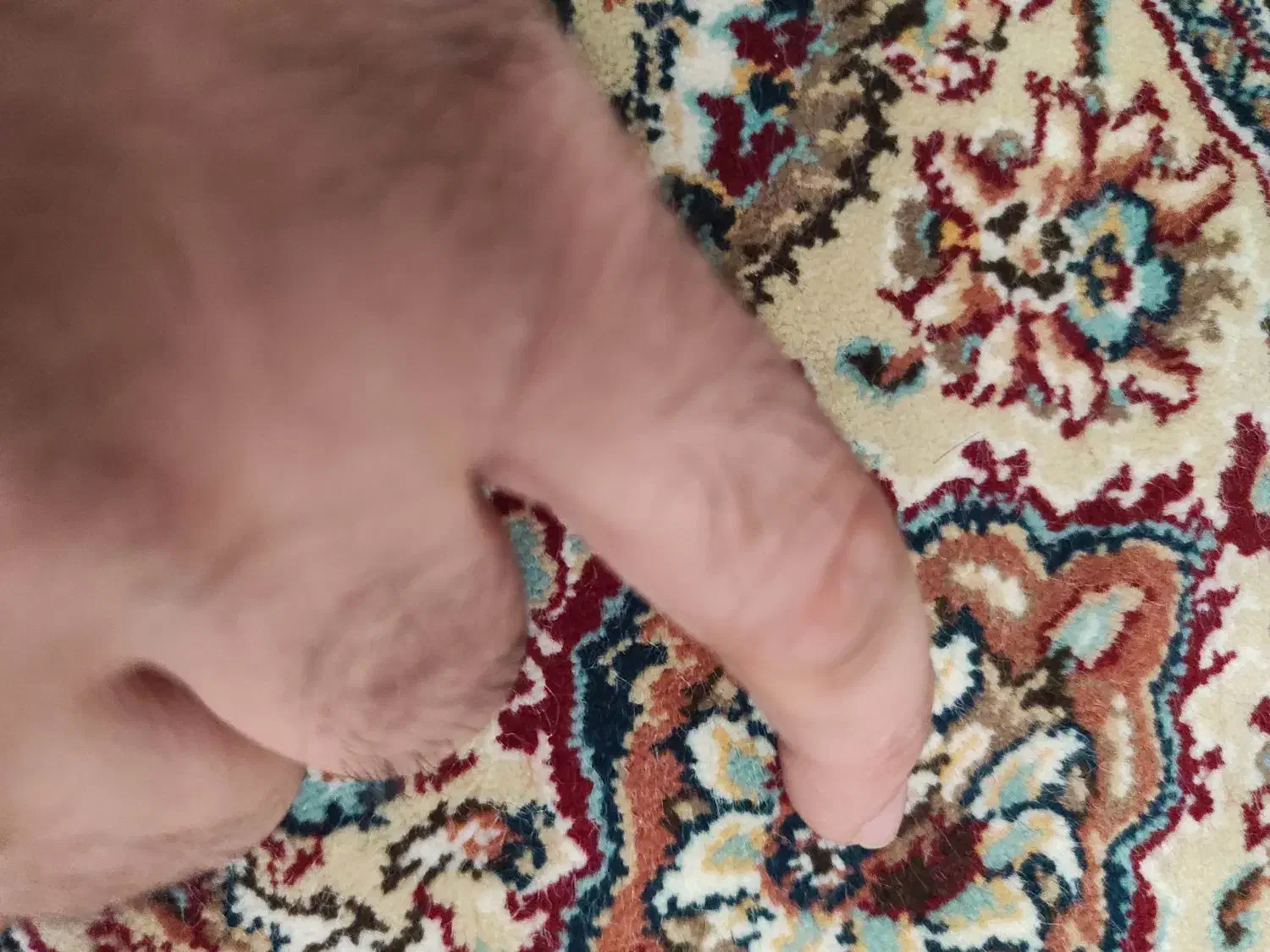 انگشتر گم شده|اشیا|قم, بنیاد|دیوار