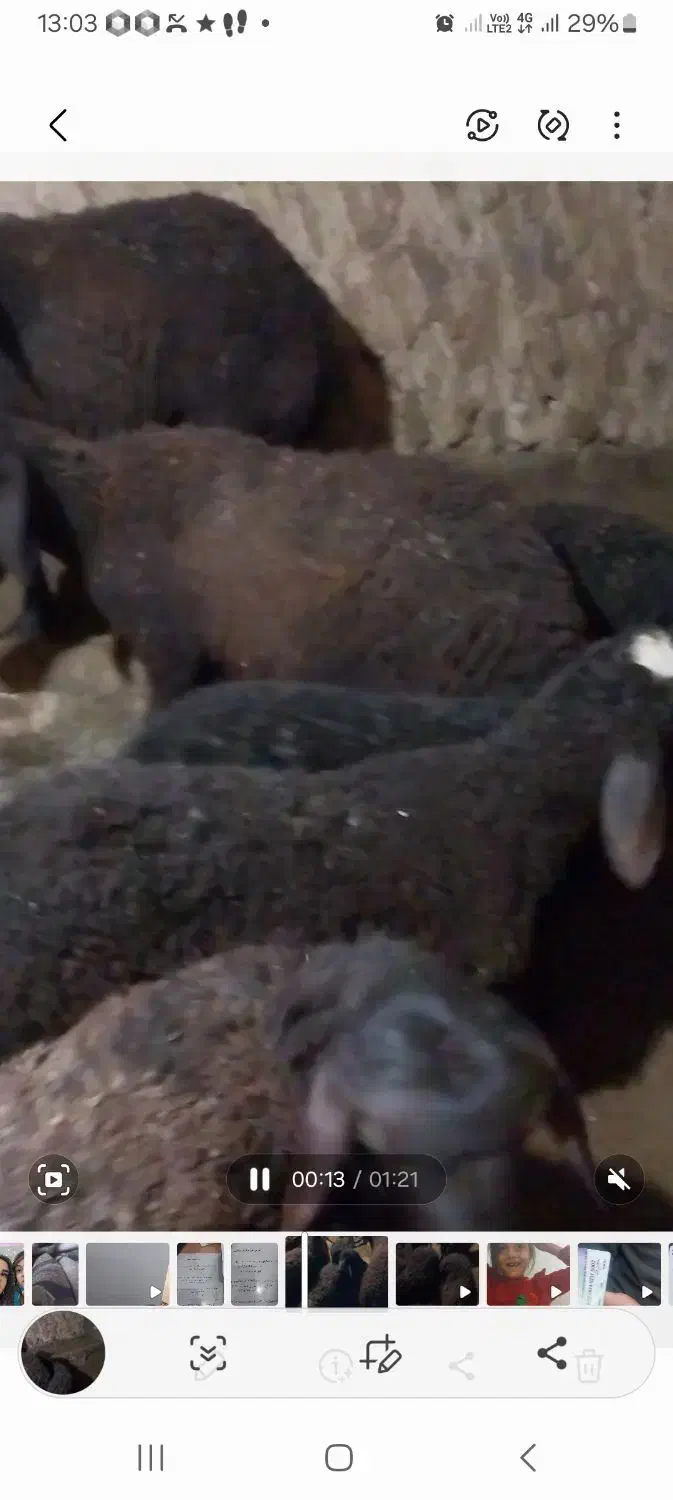 15 راس بره ماده|حیوانات مزرعه|باغ حلی, |دیوار