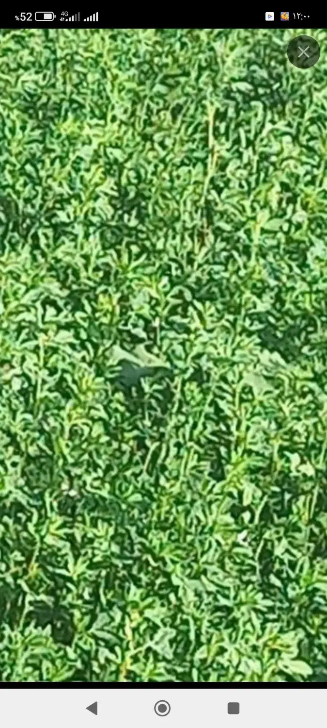 خانه سبز|لوازم جانبی حیوانات|دورود, |دیوار