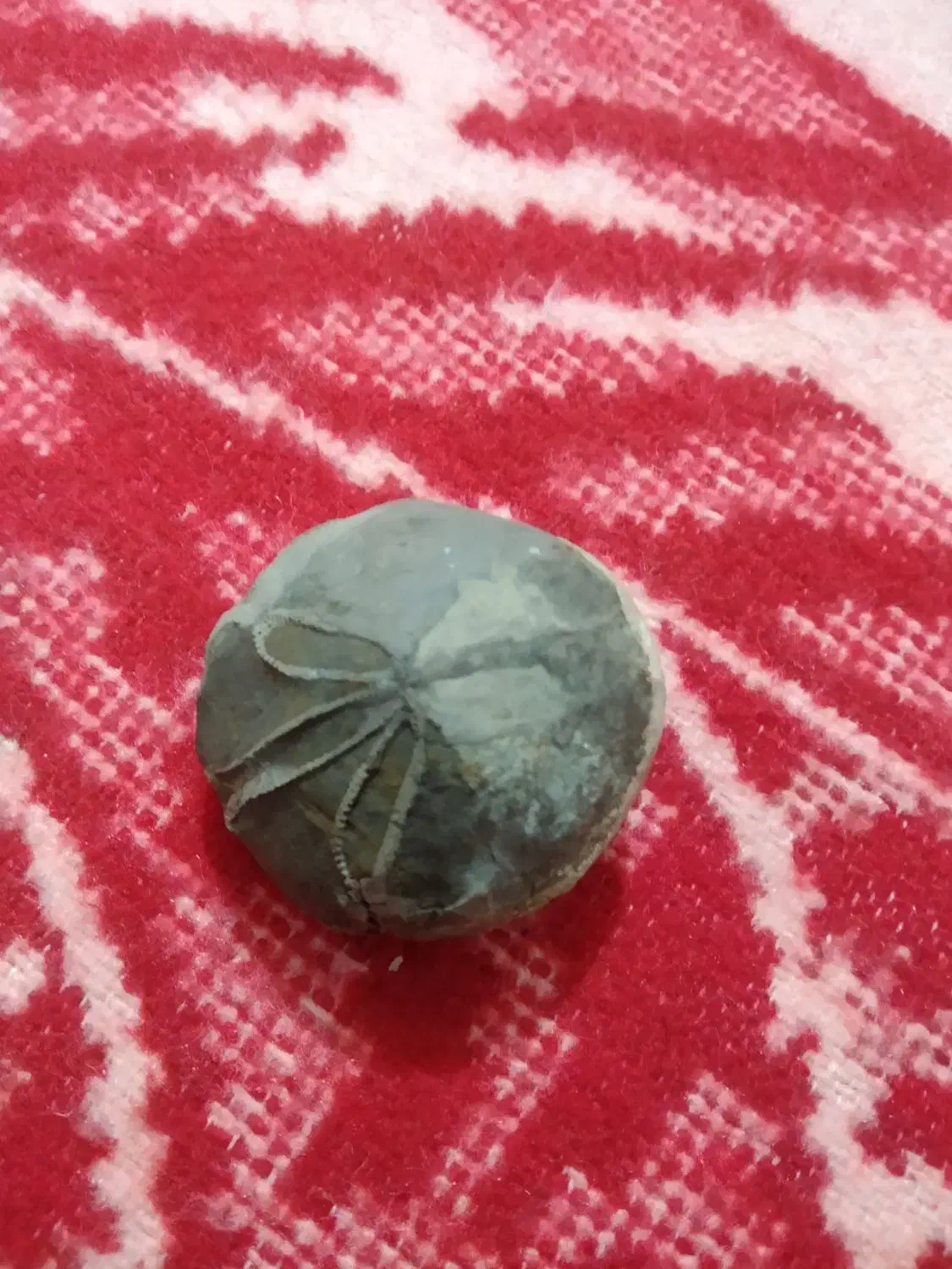 سنگ فسیل تزینی|کلکسیون اشیاء عتیقه|بروجرد, |دیوار