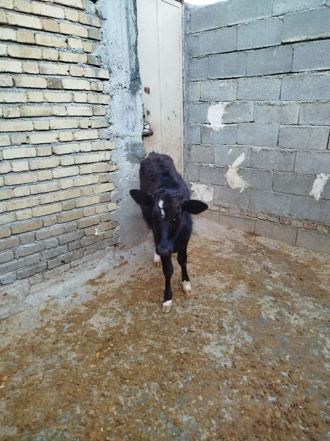 گوساله ماده|حیوانات مزرعه|جوانرود, |دیوار