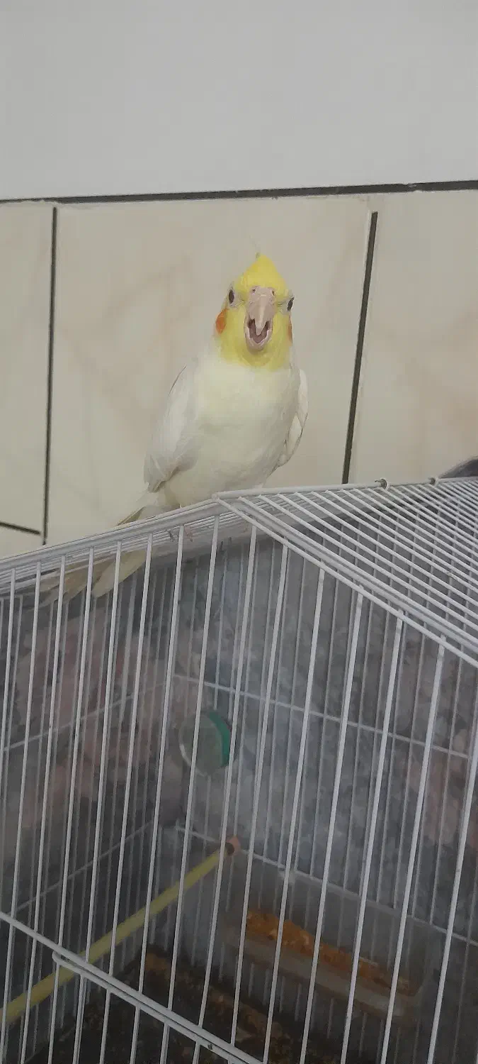 عروس هلندی جوجه ۵ماه|پرنده|شاهرود, |دیوار