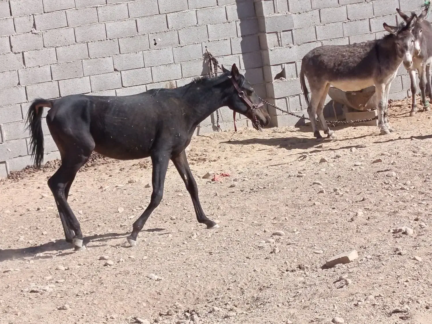 اسب دره شو|اسب و تجهیزات اسبسواری|شهرضا, |دیوار