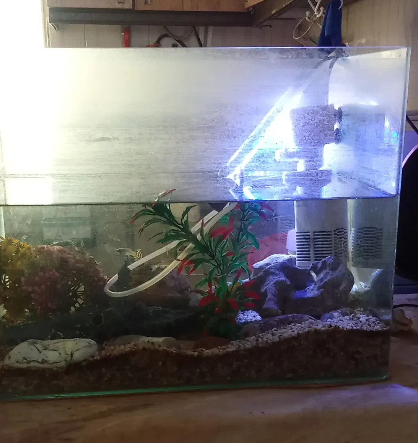 اکواریم شرکتی|ماهی|قدس, شهر‌قدس|دیوار