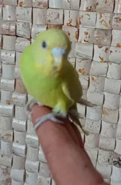 مرغ عشق سرامیکی|پرنده|ری, دیلمان|دیوار