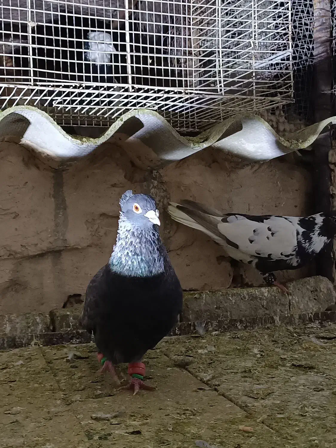 کفتر رنگه|پرنده|مشهد, ایوان|دیوار