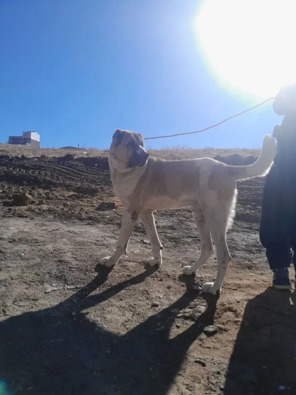 واگزاری سگ خراسانی|سگ|بهار, |دیوار