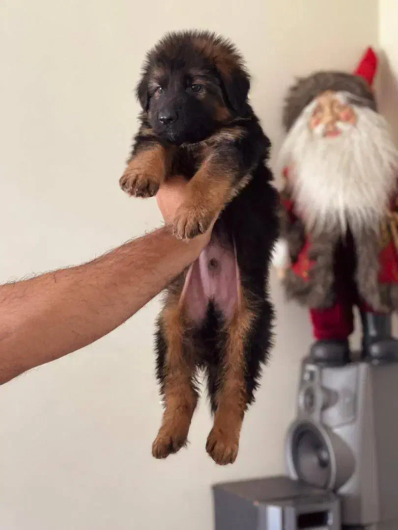 ژرمن شپهرد(شپرد) سگ نگهبان (کینگ موبلند)|سگ|تهران, تهران‌ویلا|دیوار