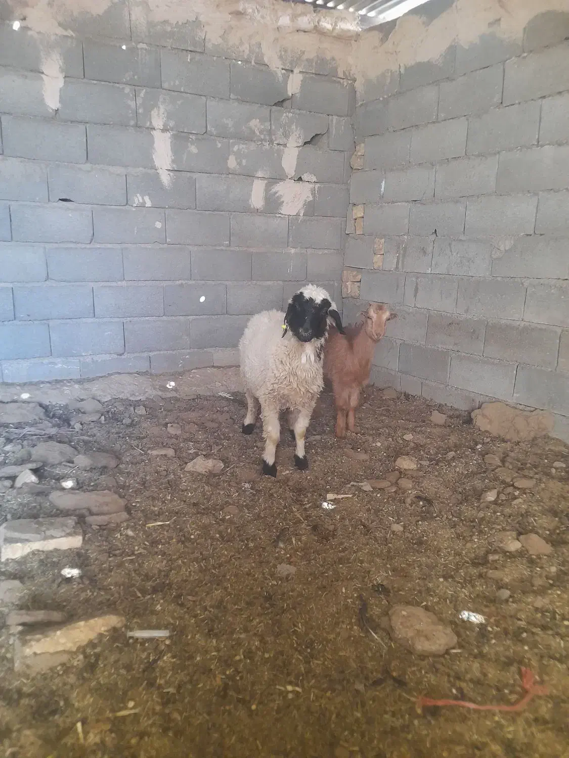 بره بزغاله فروشی|حیوانات مزرعه|حبیب آباد, |دیوار