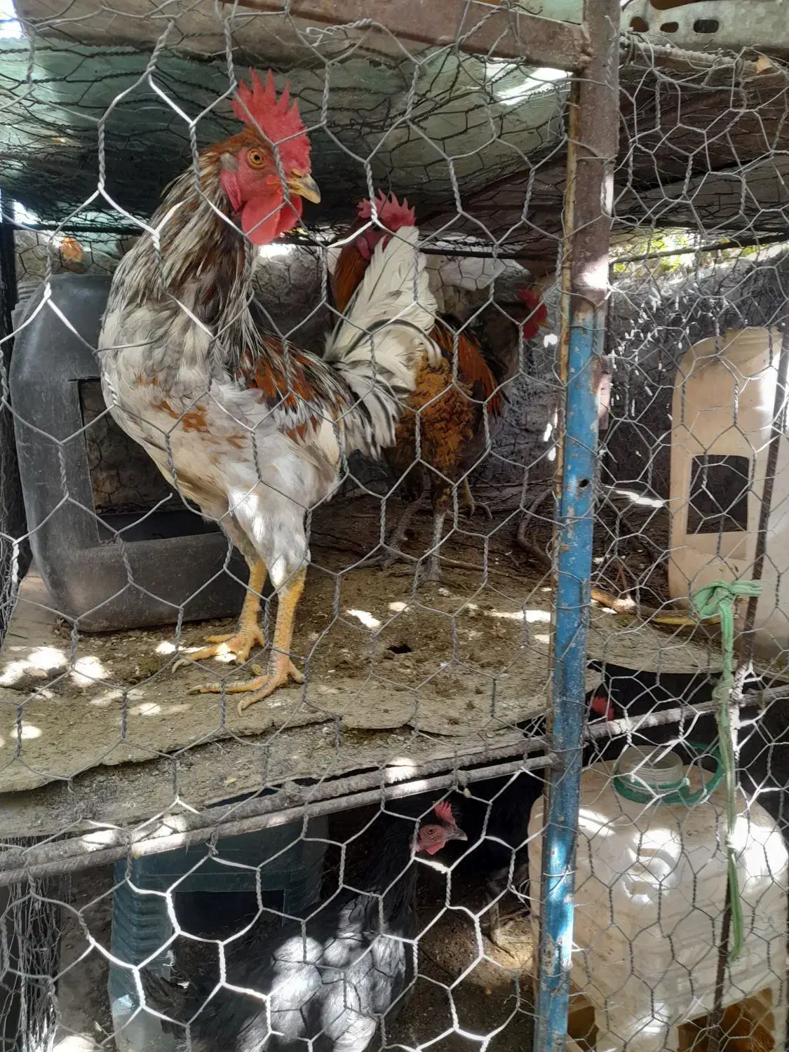 مرغ و خروس محلی دهبکری|حیوانات مزرعه|دهبکری, |دیوار