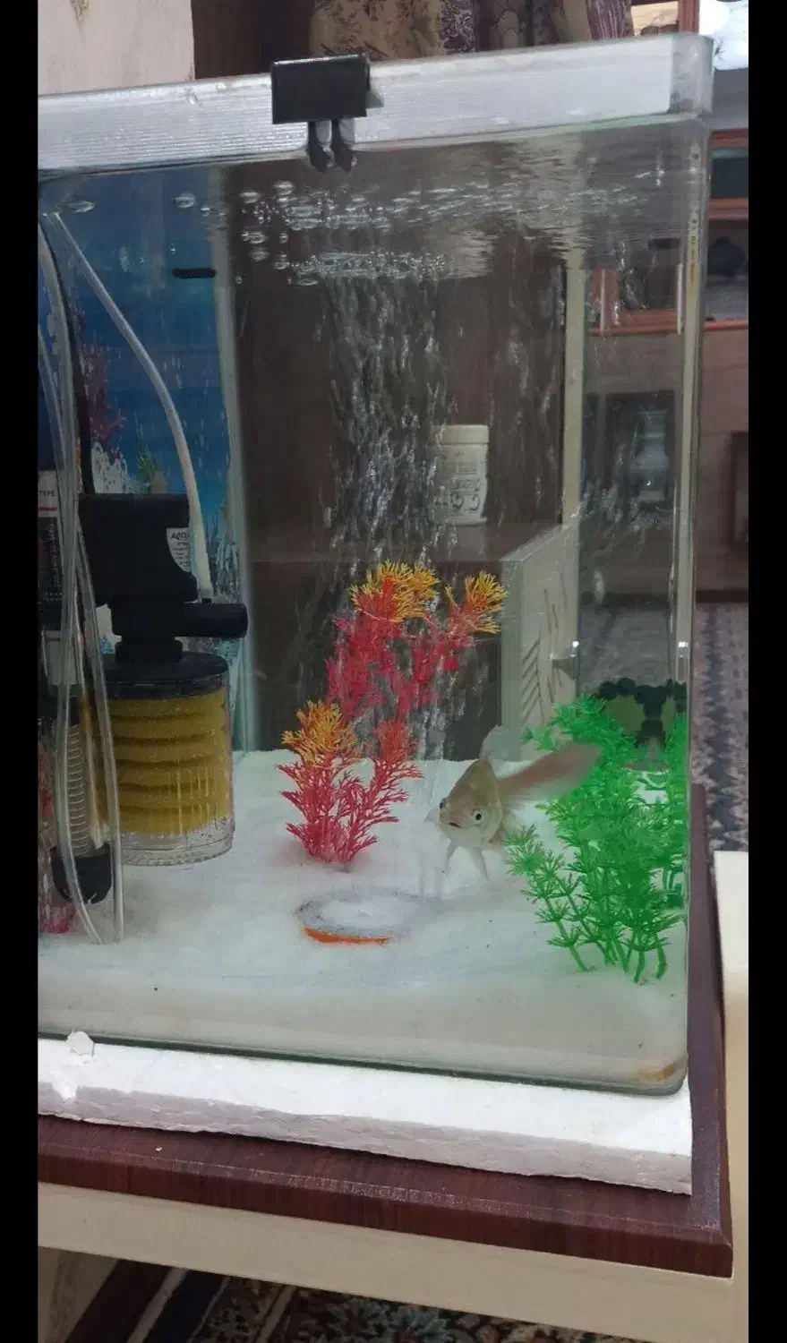 آکواریوم ۴۰*۶۰ خونگی وشیک|ماهی|بم, |دیوار