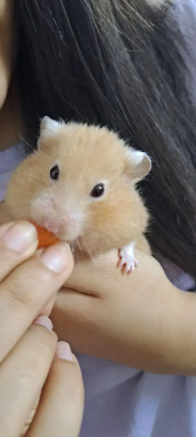 فروش 2عدد همستر نسکافه ای|موش و خرگوش|لنگرود, |دیوار