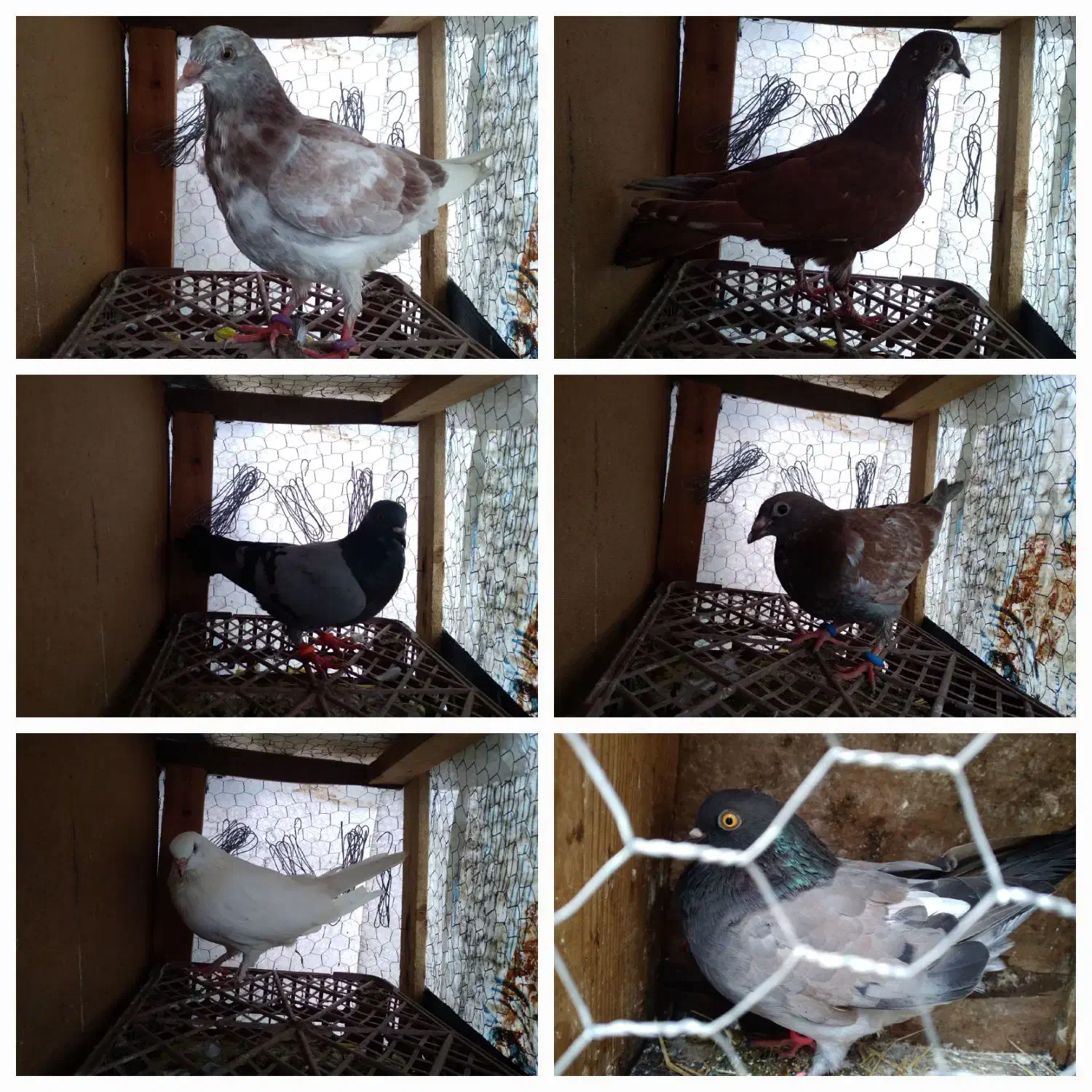 کبوتر املش|پرنده|املش, |دیوار