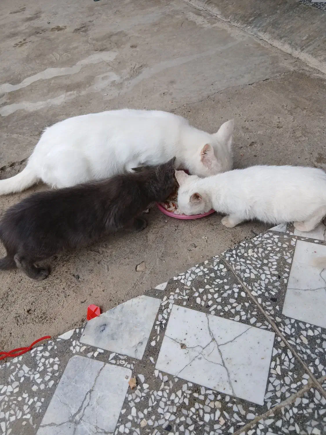 گربه|گربه|رحیمآباد, |دیوار